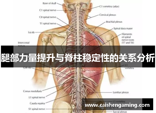 腿部力量提升与脊柱稳定性的关系分析
